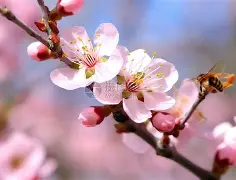 维尼修斯惊险取胜结果意外的简单介绍